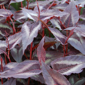 Persicaria Red Dragon