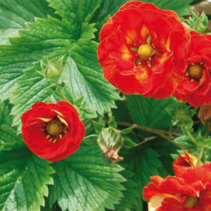 Potentilla Blazeway