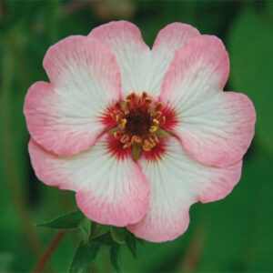 Potentilla Hopwoodiana