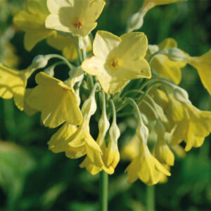 Primula Florindae