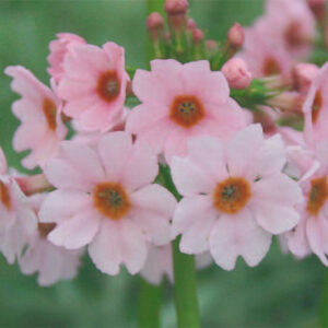 Primula Japonica Apple Blossom