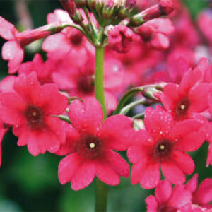 Primula Japonica Millers Crimson