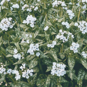 Pulmonaria Opal