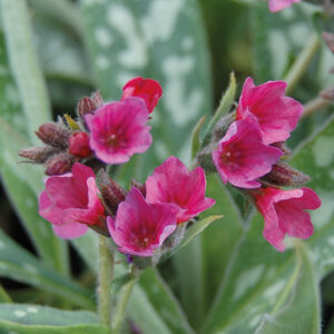 Pulmonaria Raspberry Splash