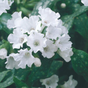 Pulmonaria Sissinghurst White