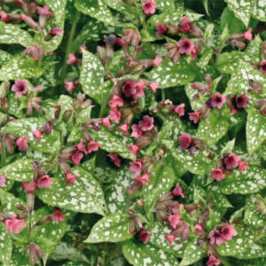 Pulmonaria Victorian Brooch