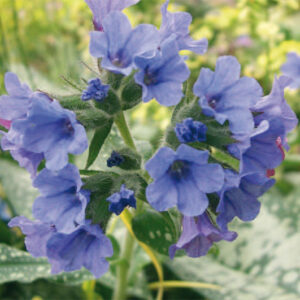 Pulmonaria Sacc. Trevi Fountain