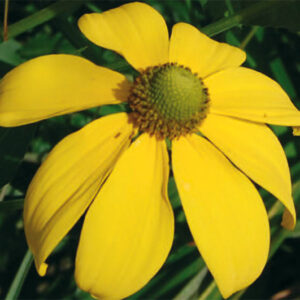 Rudbeckia Nitida Autumn Sun