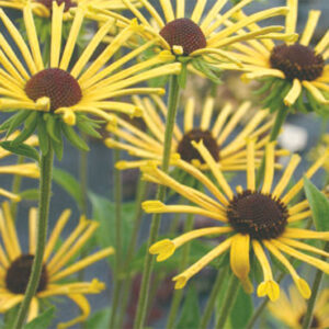 Rudbeckia Sub. Henry Eilers