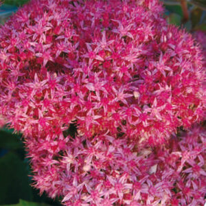 Sedum Carl