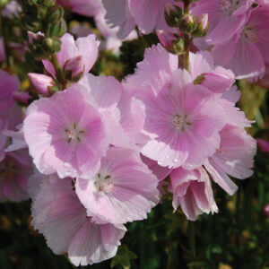 Sidalcea Little Princess