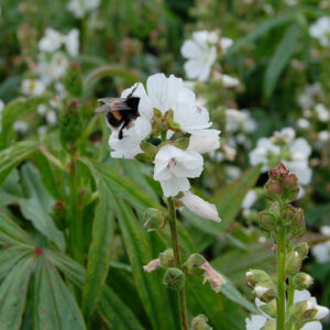 Sidalcea Candida