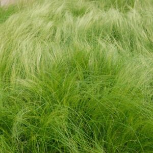 Stipa Tenuissima