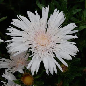 Stokesia Peach’s Pick