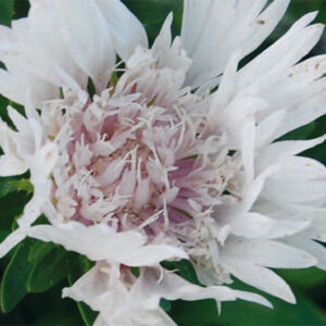 Stokesia Laevis Alba
