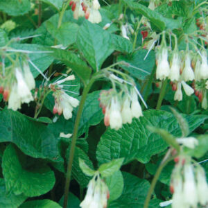 Symphtyum Grandiflorum