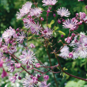 Thalictrum Aquilegofolium
