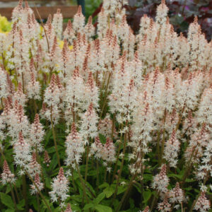 Tiarella Cygnet