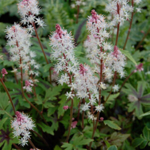 Tiarella Pink Sky Rocket