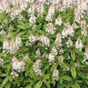 Tiarella Spring Symphony