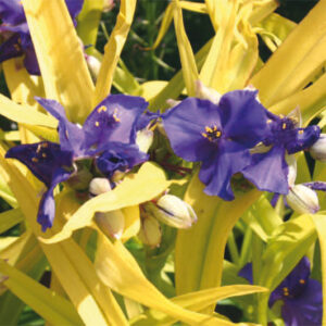 Tradescantia Blue & Gold