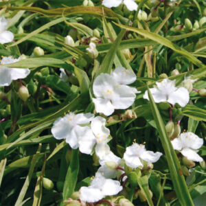 Tradescantia Innocence