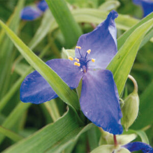 Tradescantia Isis