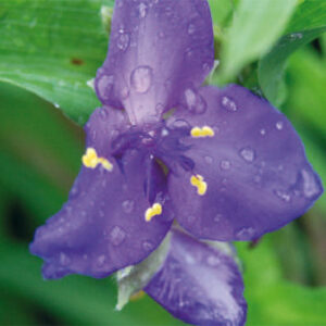Tradescantia Purple Dome