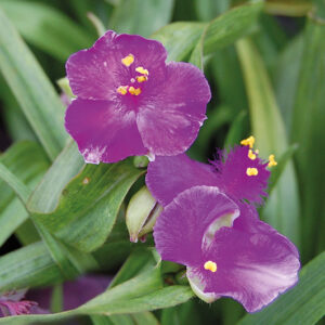 Tradescantia Rubra