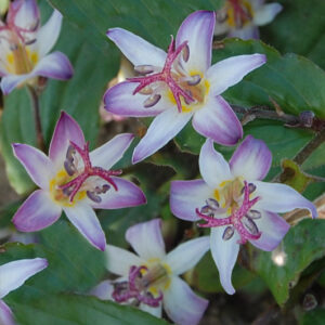 Tricyrtis Hirta Tojen