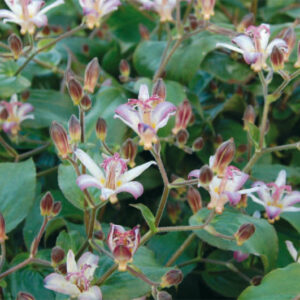 Tricyrtis Formosana