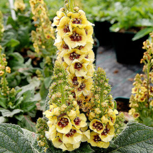 Verbascum Dark Eyes