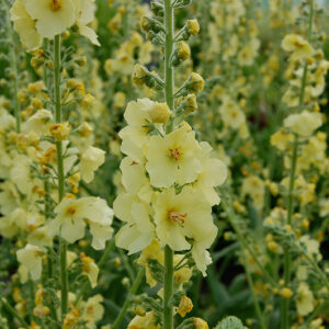 Verbascum Primrose Path