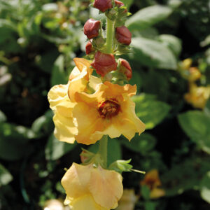 Verbascum Sierra Sunset