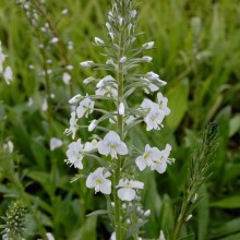 Veronica Gentianoides