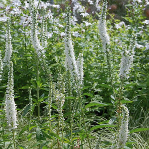 Veronicastrum Virg. Album