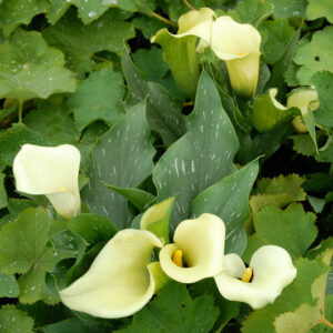Zantedeschia Captain Eskimo