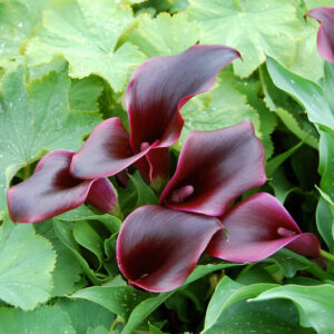 Zantedeschia Captain Palermo