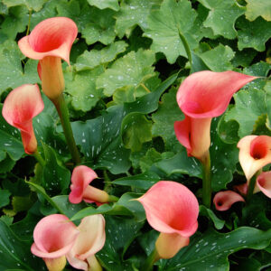 Zantedeschia Captain Romance