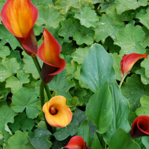 Zantedeschia Captain Safari